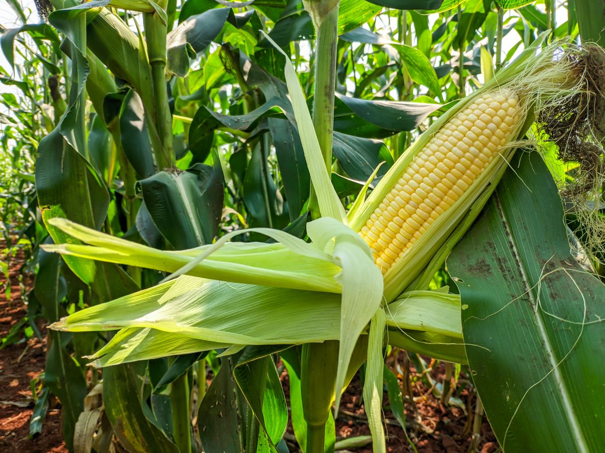 Yellow,Corn,On,The,Green,Corn,Plant, kukorica