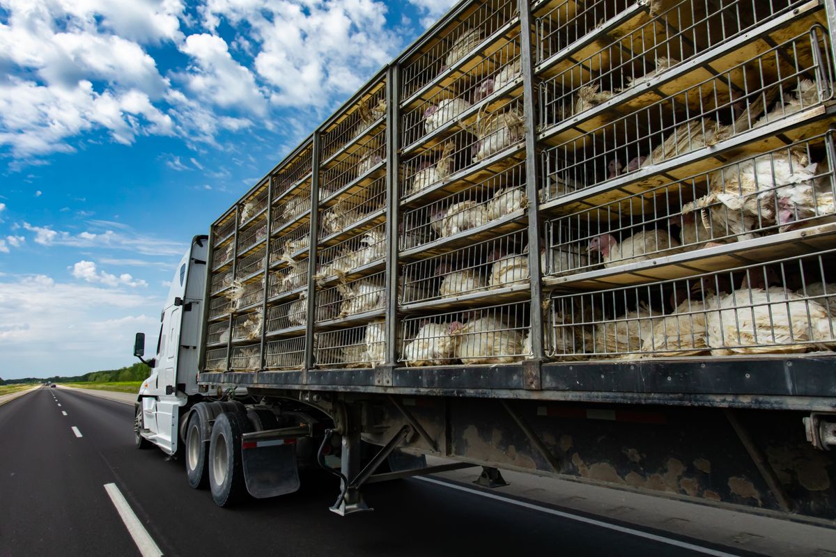 Low,Angle,And,Rear,View,Of,A,Transportation,Turkey,Truck, baromfiszállítás