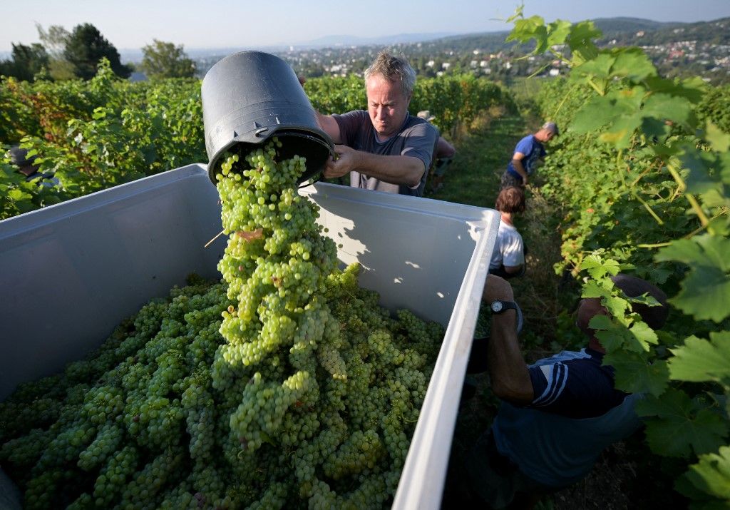 idénymunka, ++ THEME PICTURE ++ grape harvest