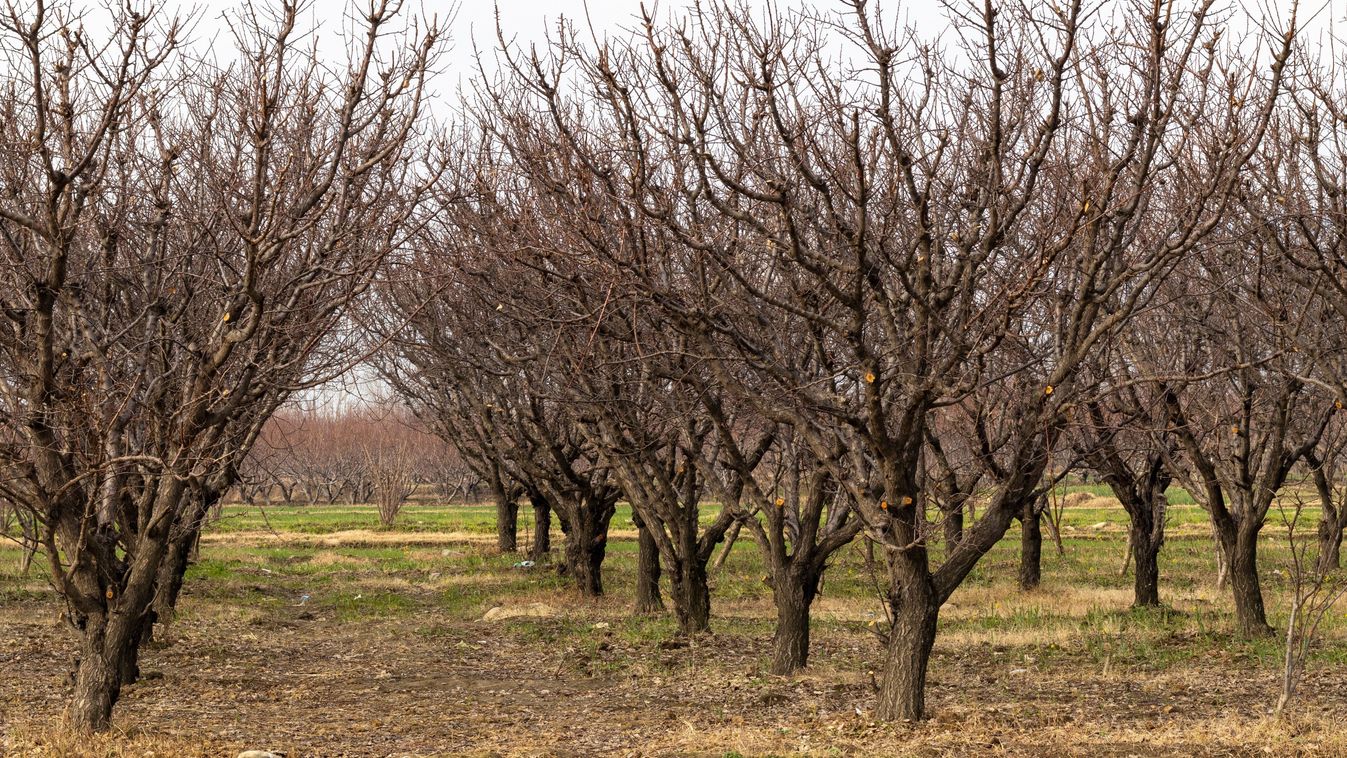 Apricot,Fruit,Farm,In,Winter,With,No,Leaves