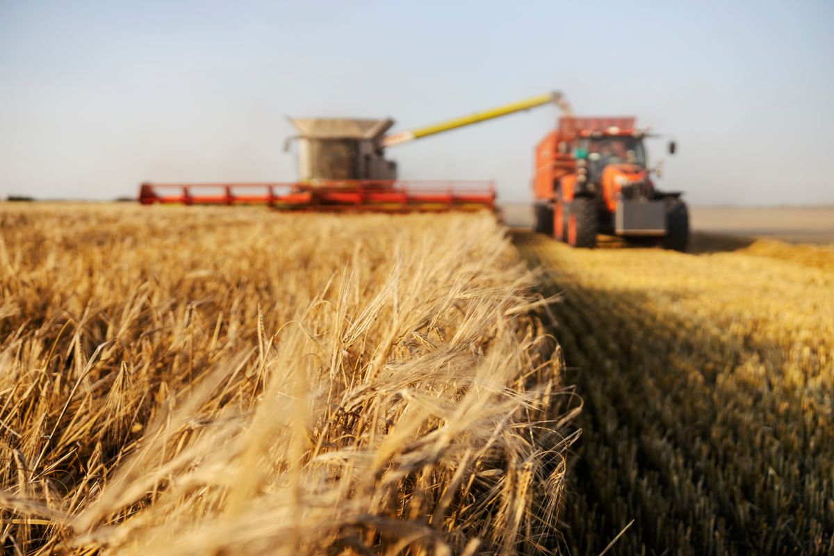 Selective,Focus,On,Wheat,At,Farmland,With,Combine,Harvester,And búza