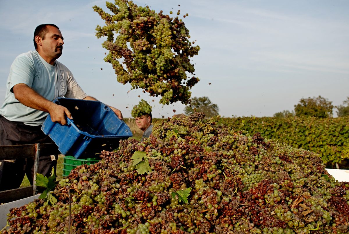 Tokaj,,Hungary,-,September,24,,2010., borpiaci trendek,Grape,Harvest,In,The, borpiaci trendek