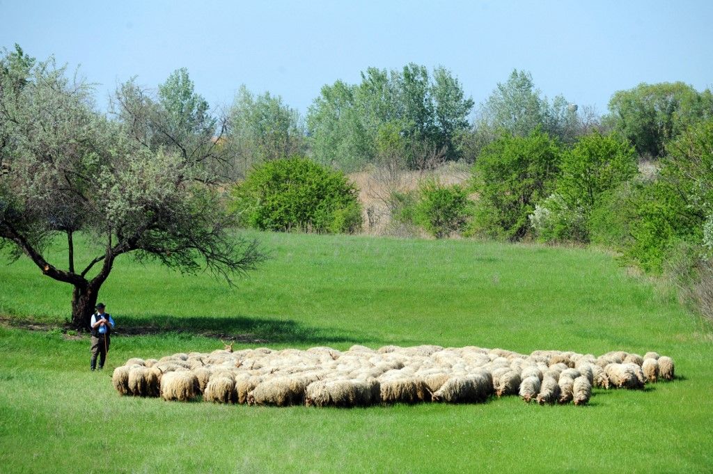 bárány