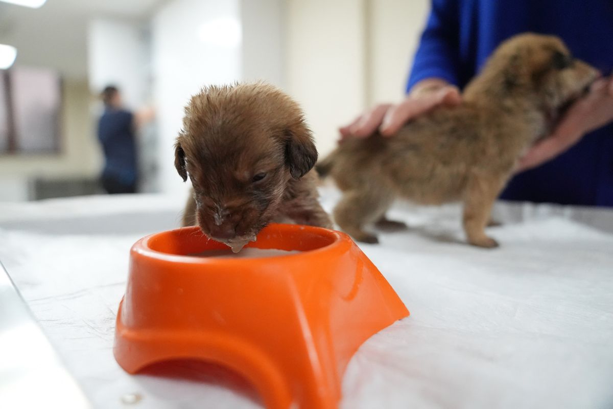 Puppies, found about to freeze, seek forever home in Turkiye's Duzce