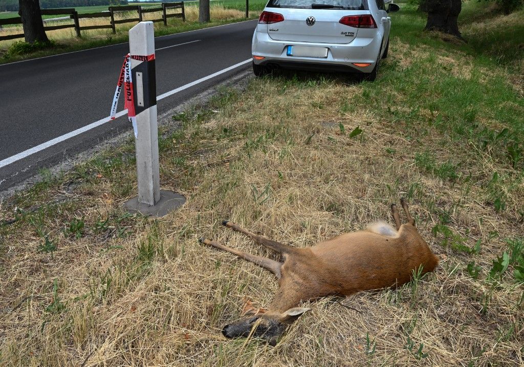 Deer Accident, vadgázolás