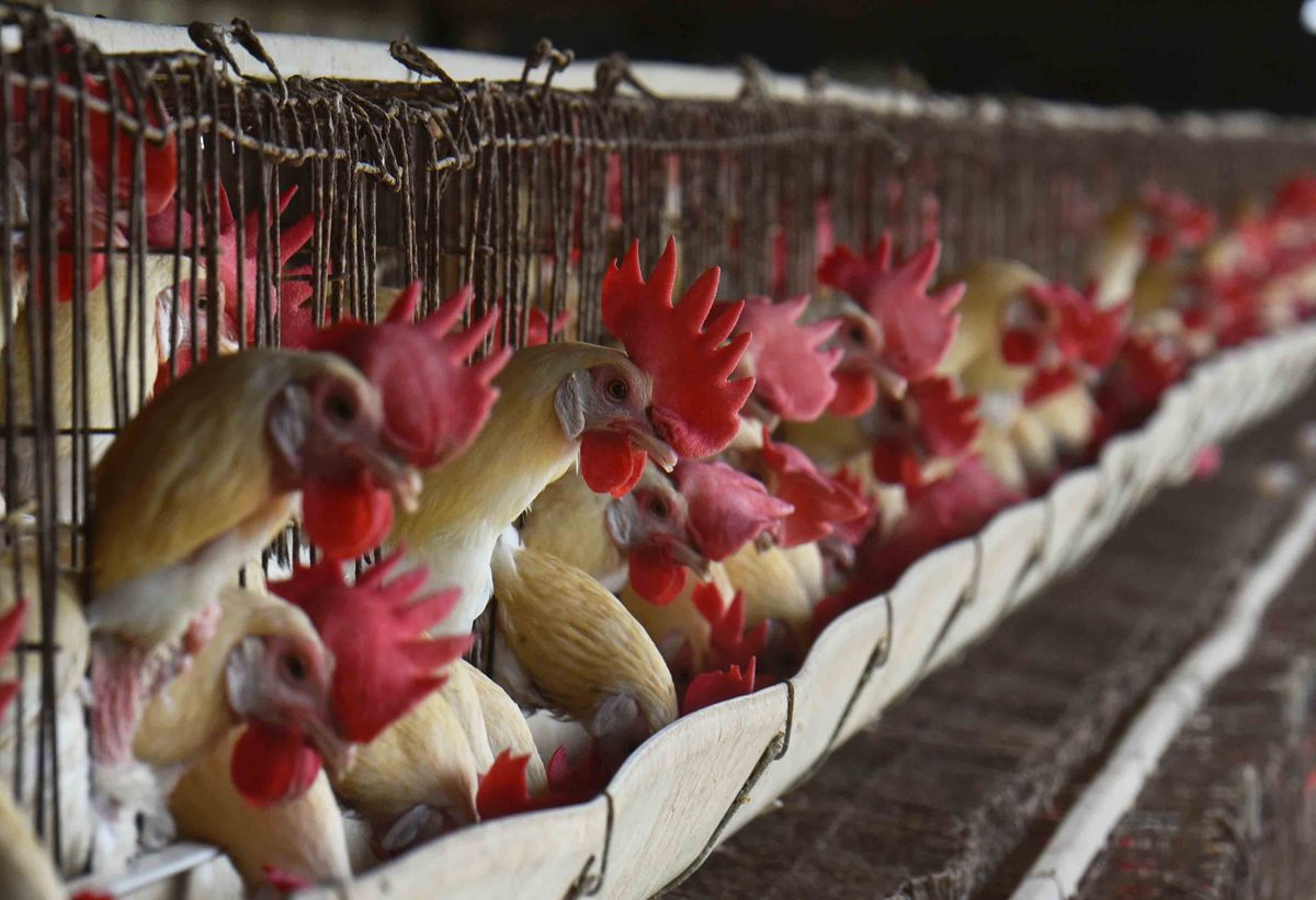 Poultry farms, mrns, oltás, vakcina, moderna
