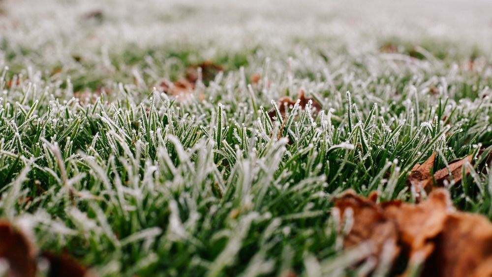 Close-up,Photograph,Of,Ice,And,Frost,On,Grass,And,Leaves
fagy