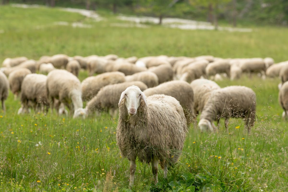 View,Of,A,Group,Of,Sheep,Grazing,In,An,Alpine, kiskérődzők pestise