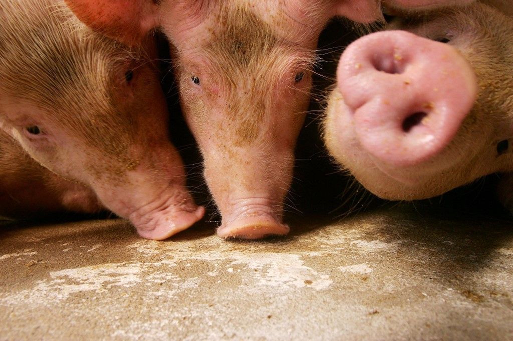 Pig farming, sertéshúsexport
