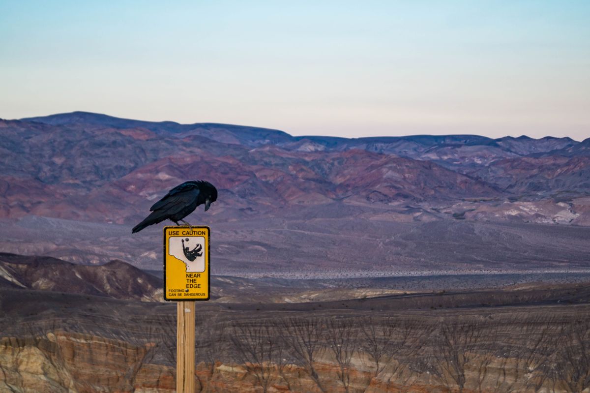 Raven,Perched,On,A,Warning,Sign,At,Ubehebe,Crater,In