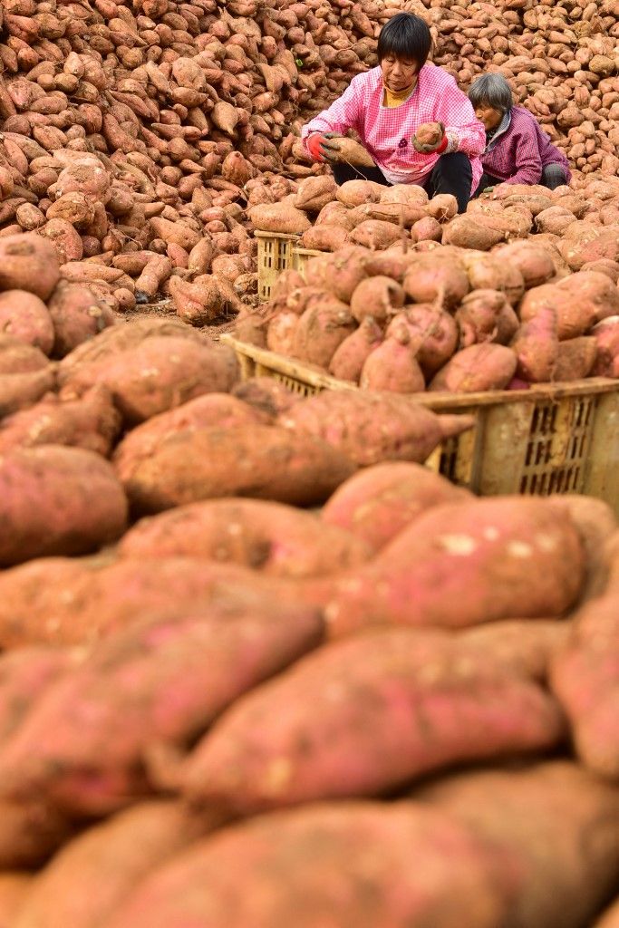 Sweet Potato Processing