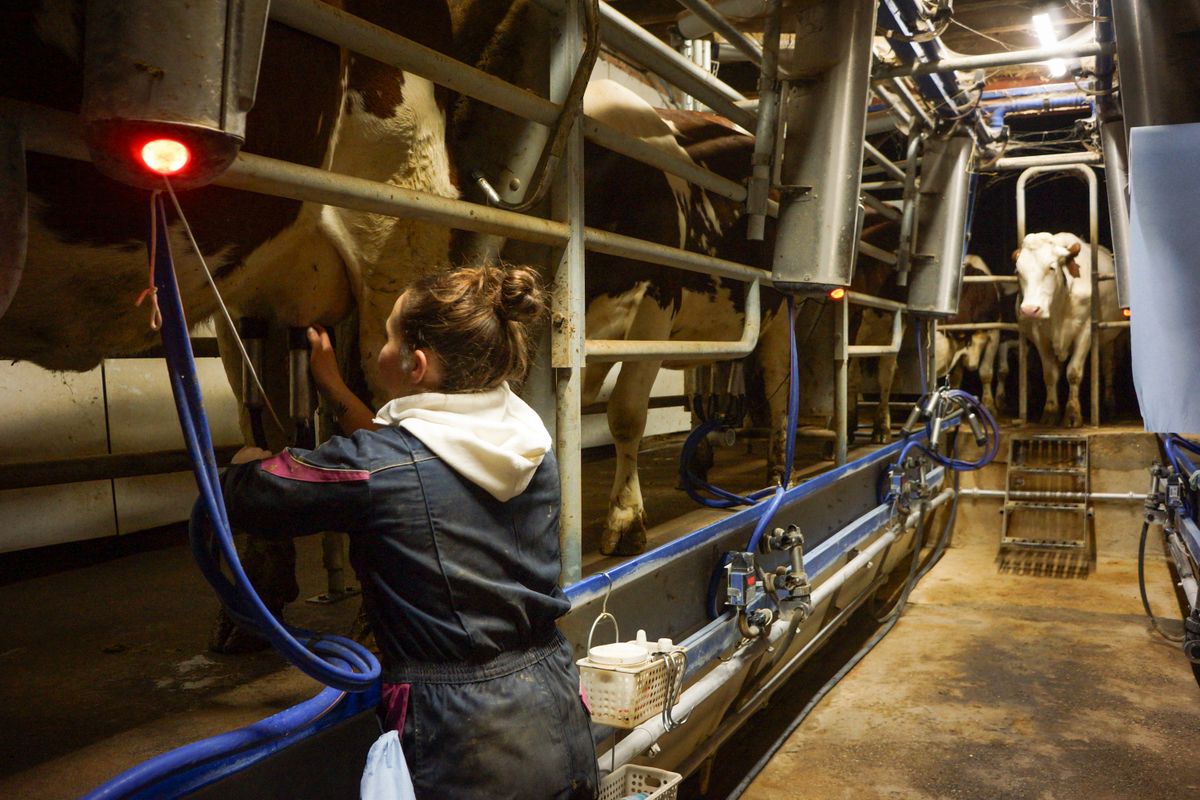 FRANCE - MILKING ON AN ORGANIC DAIRY FARM