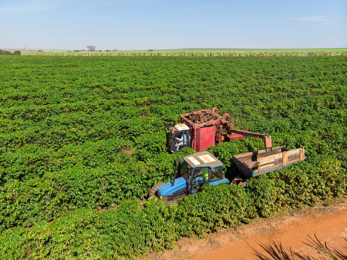 Machine,In,The,Field,Harvesting,Coffee,In,The,Plantation,Of kávé
