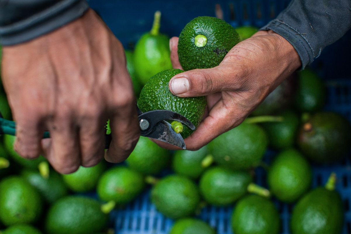 Mexikói avokádó, brazil szója – válság felé közeledik az amerikai mezőgazdaság?