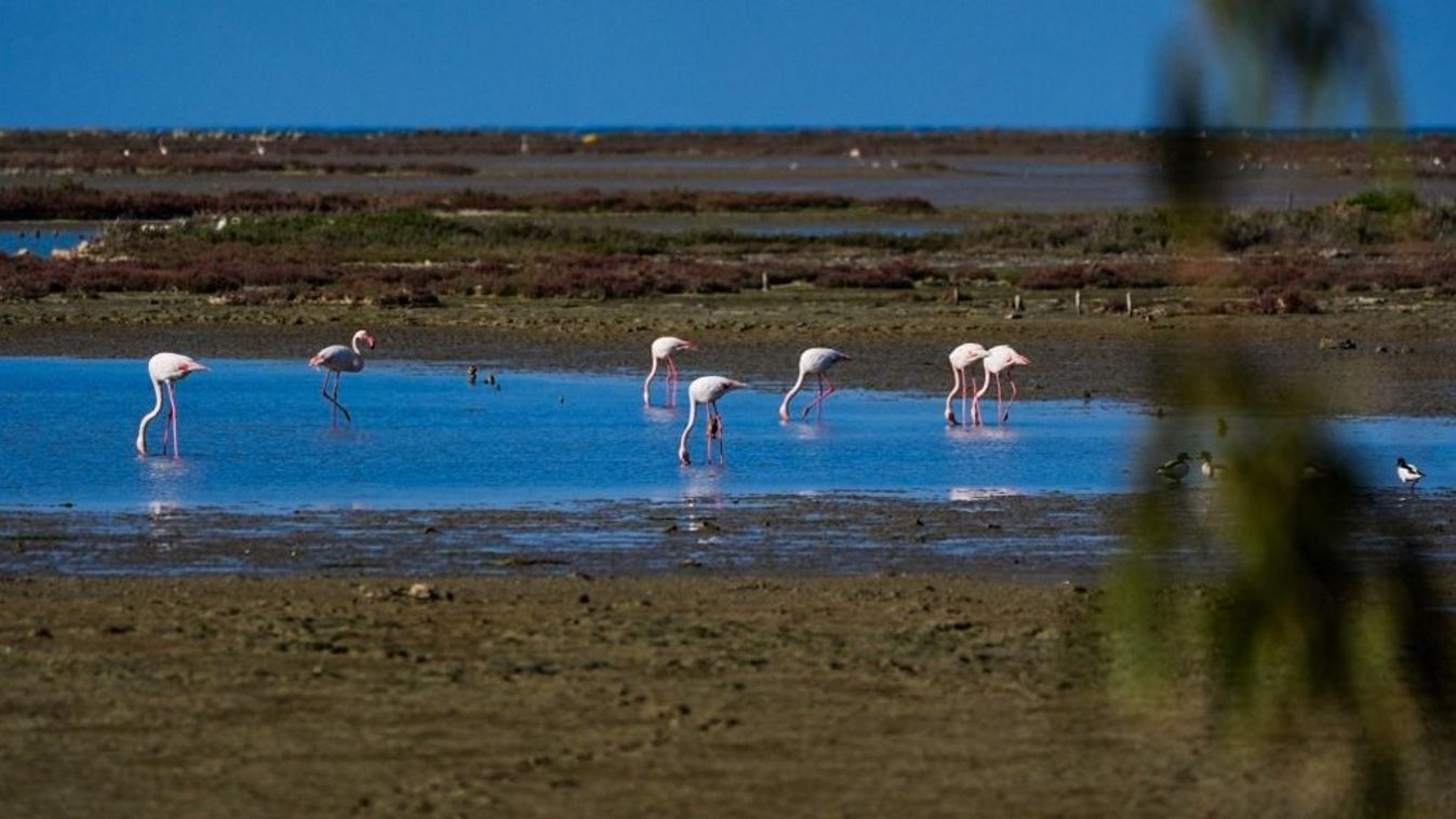 Gediz Delta is under threat of drought and pollution