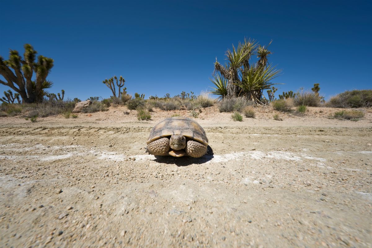 A,Desert,Tortoise,In,The,California,Mojave,Desert naperőmű