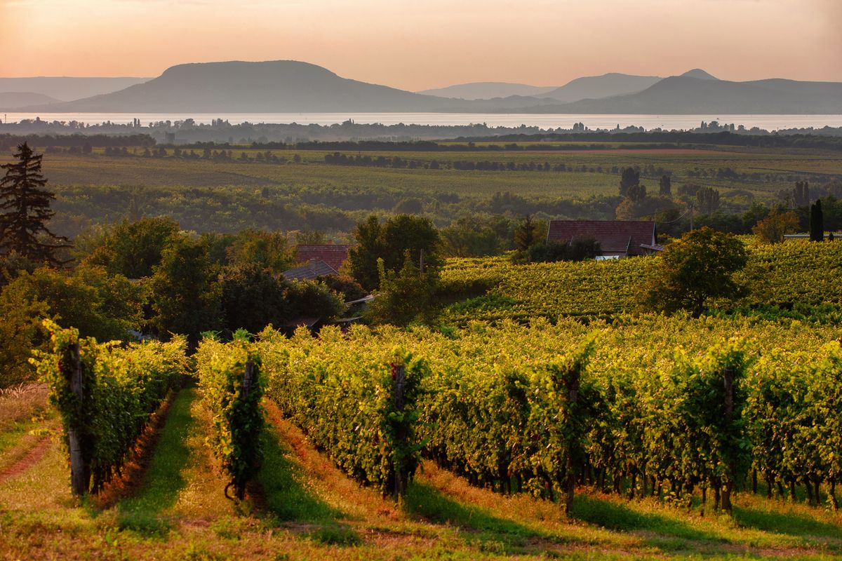 Vineyards,And,The,Badacsony,Mountain,With,Lake,Balaton,At,Sunset, szőlőültetvény