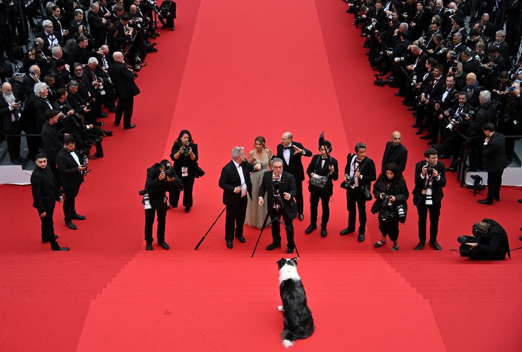 hollywood Zuhanás anatómiája kutya állat