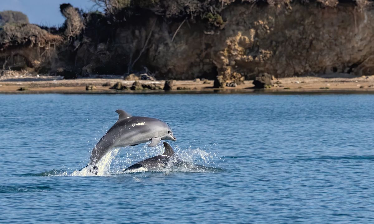Bottle-nosed,Dolphins,In,Amvrakikos,Gulf,,Greece földgáz