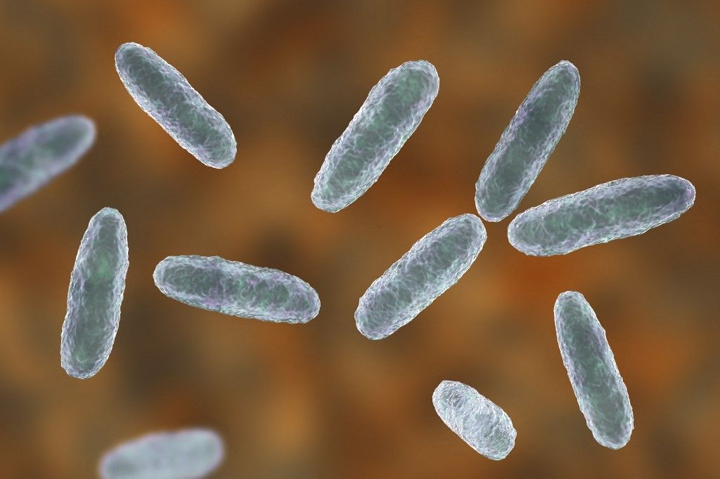 Klebsiella bacteria, illustration