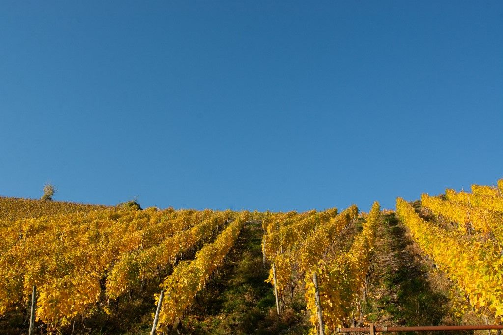 Autumn Winery Field In Leutesdorf borász