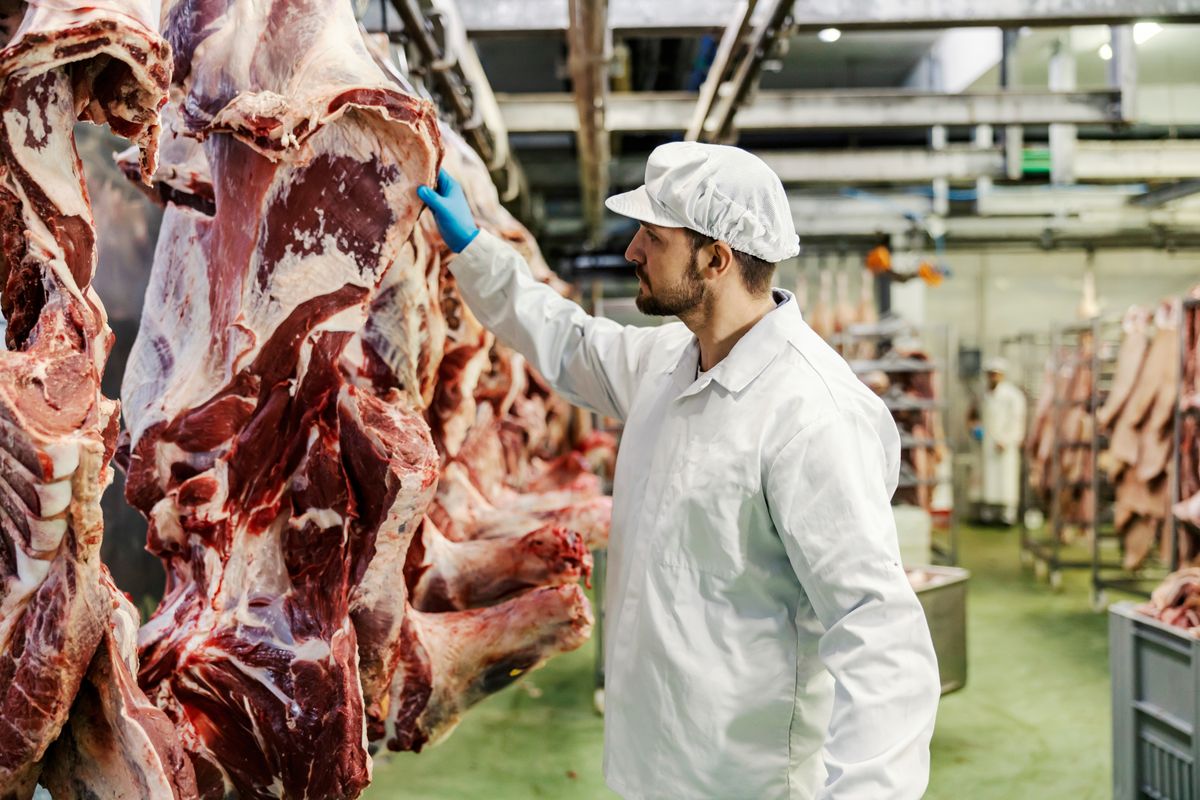 A,Controller,Looking,At,Pork,And,Checking,On,It,At, vágóhidak Magyarországon