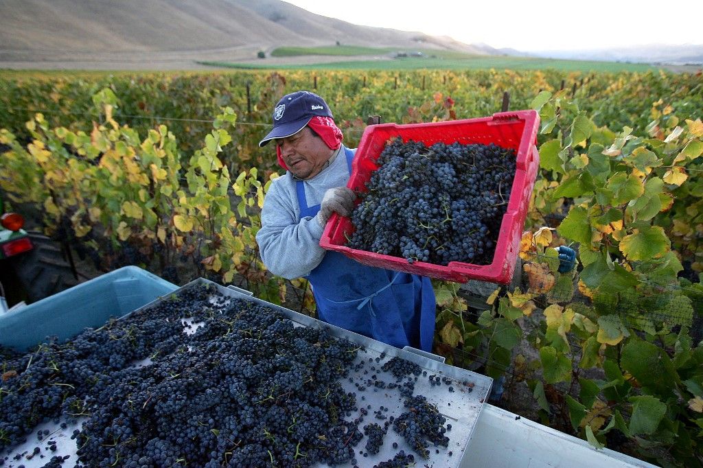US-WINE-GRAPE-HARVEST