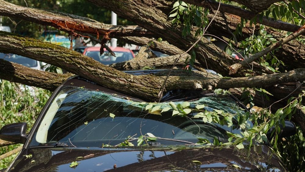 Car,Destroyed,Under,Fallen,Tree,After,Big,Storm, árvíz, viharkár, vihar