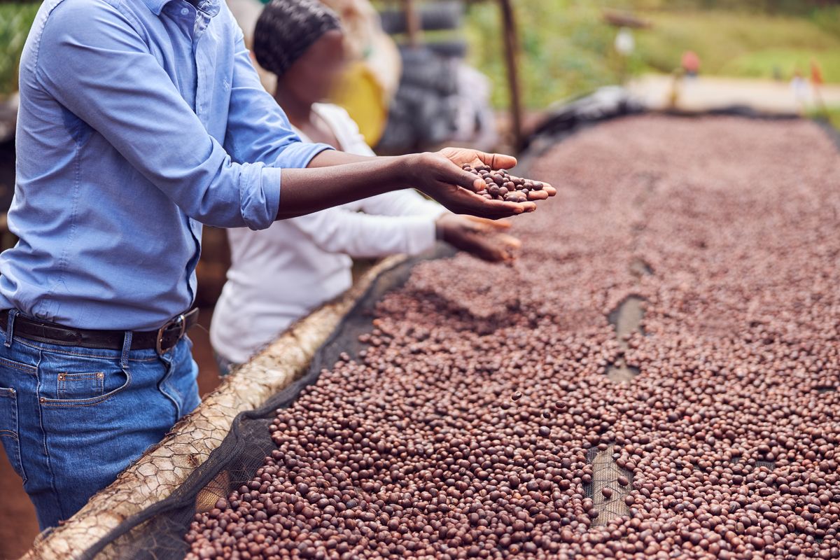 African,Workers,Are,Picking,Out,Fresh,Coffee,Beans,At,Washing