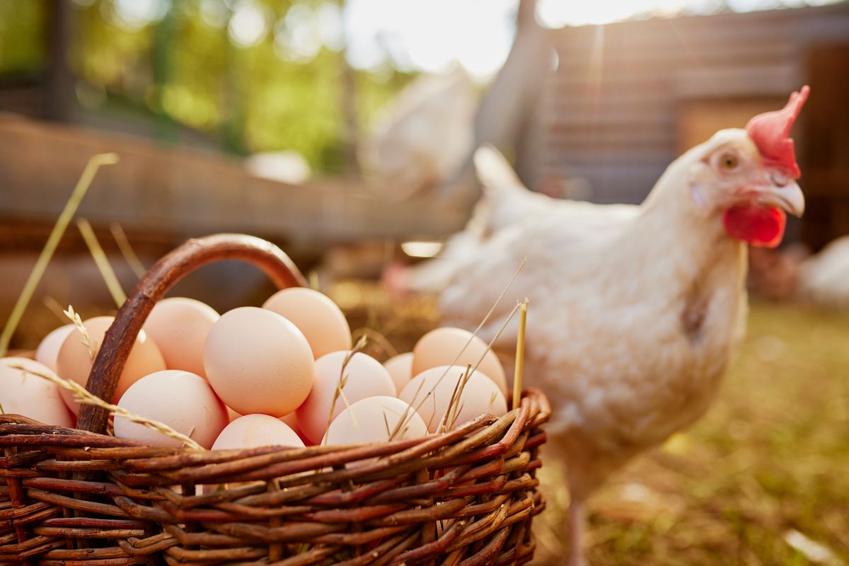 Farmer,Holding,Goat,With,Eggs,In,Chicken,Eco,Farm,,Free, tyúkfarm, tyúk, tojás, tojások