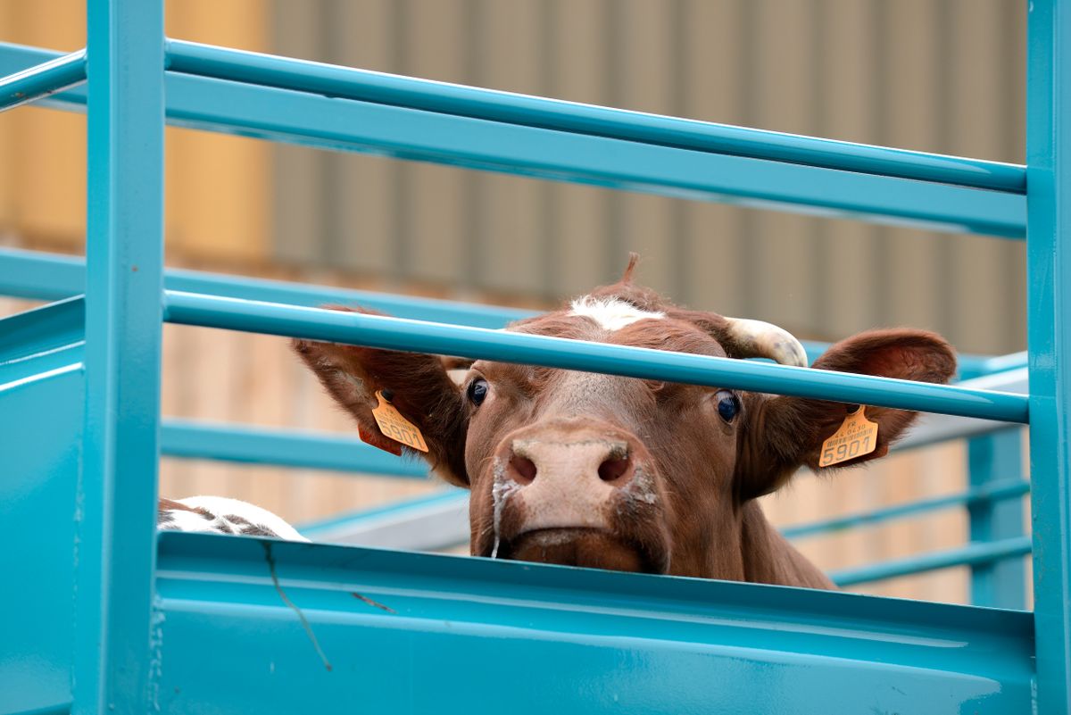 Seine-maritime,,France,,February,2019.,Transport,Of,Live,Animals,In,Cattle, ragadós száj- és körömfájás