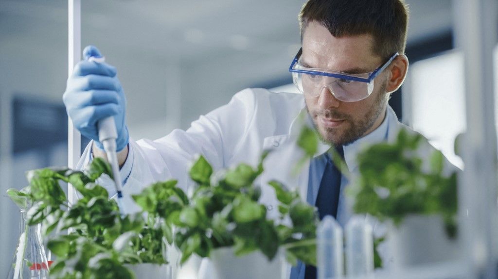 Scientist working in laboratory, GMO