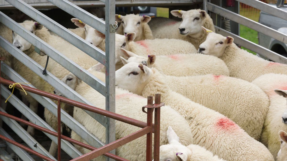 Flock,Of,Sheep,Being,Loaded,On,To,A,Live,Animal juhhimlő