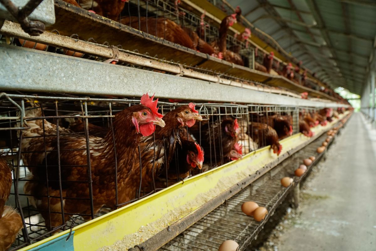Farming,Of,Laying,Hens,In,Large,Numbers, baromfi