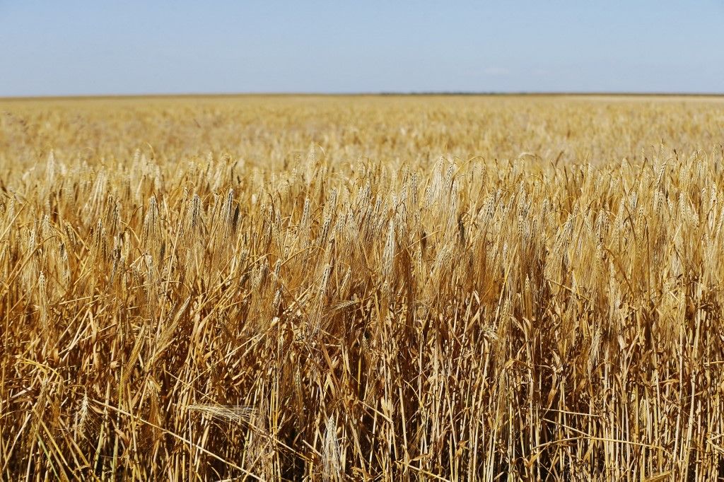 Grain Harvesting In Odesa Region, Amid Russia's Invasion Of Ukraine, uniós csatlakozás