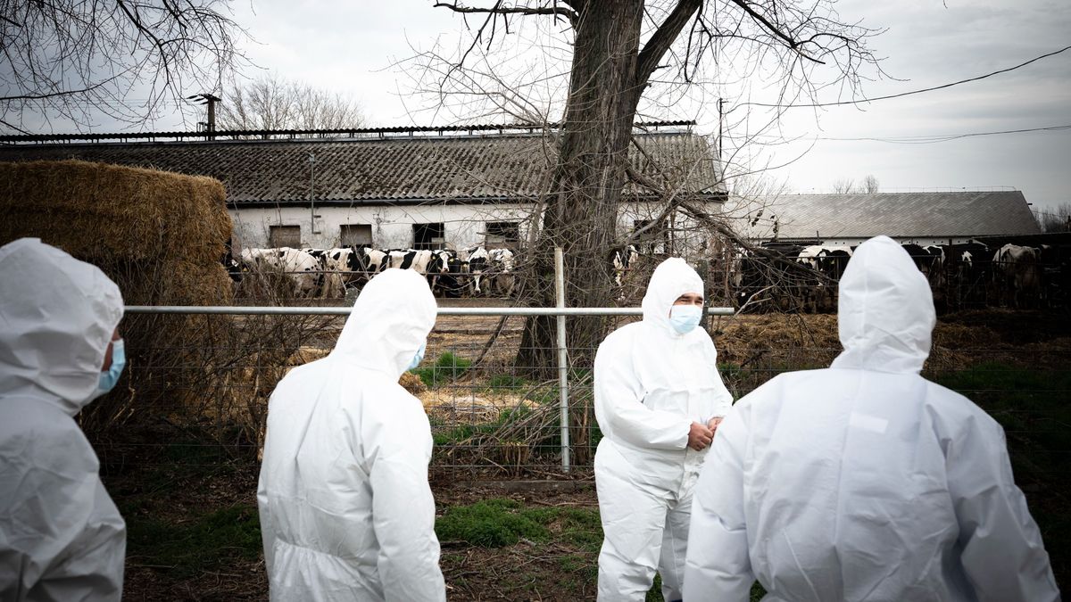 ORBÁN Viktor ragadós száj- és körömfájás agrárminisztérium