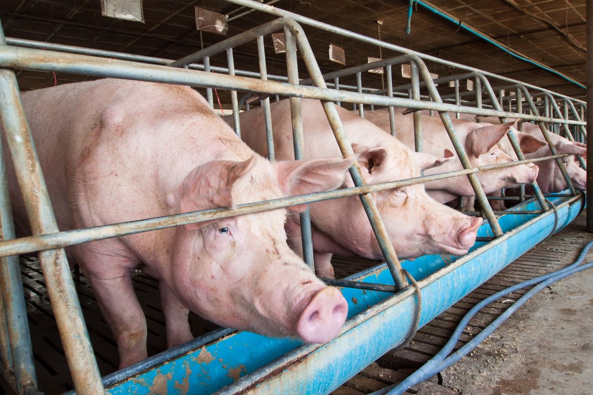 Pig,In,Stable, sertéshús