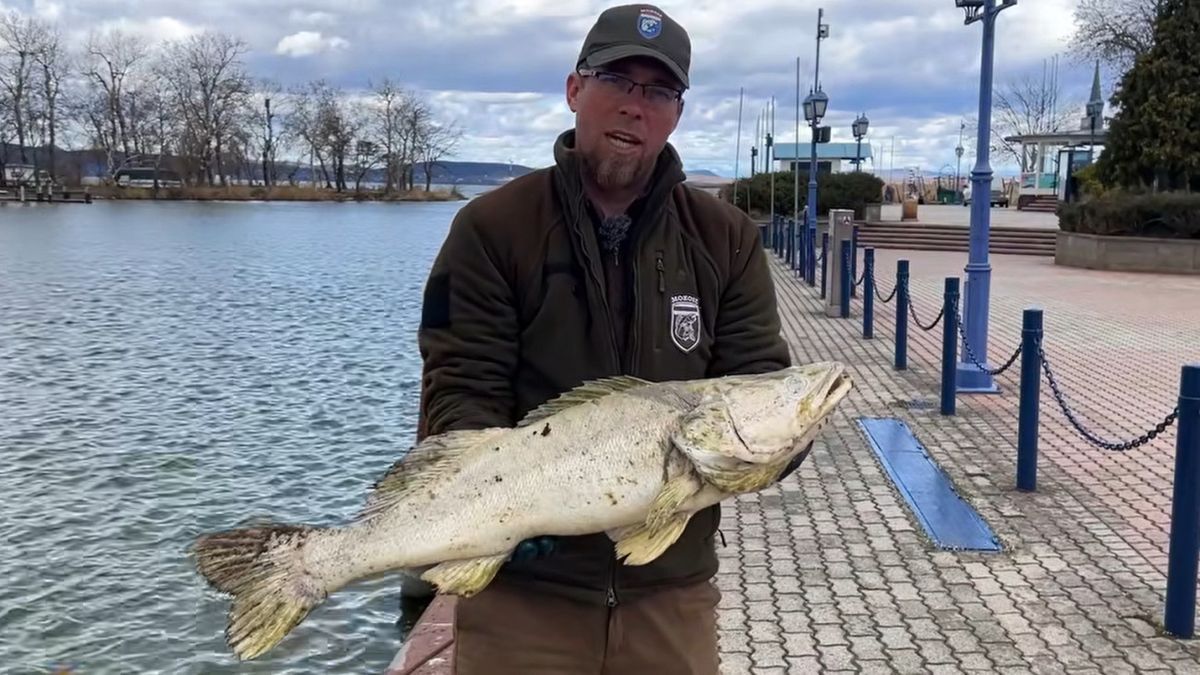 Tömeges halpusztulás a Balatonon süllő aliga