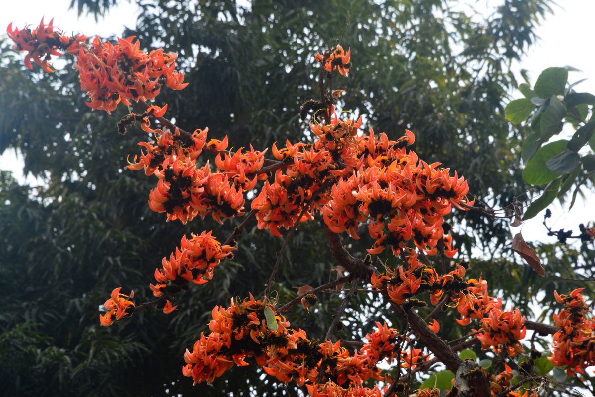 India Palash Flower Tree
