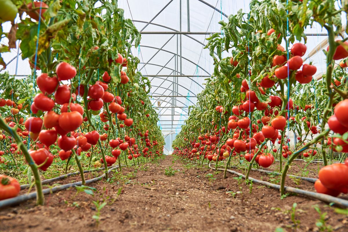 Tomatoes,Ripened,In,The,Greenhouse,11, paradicsom