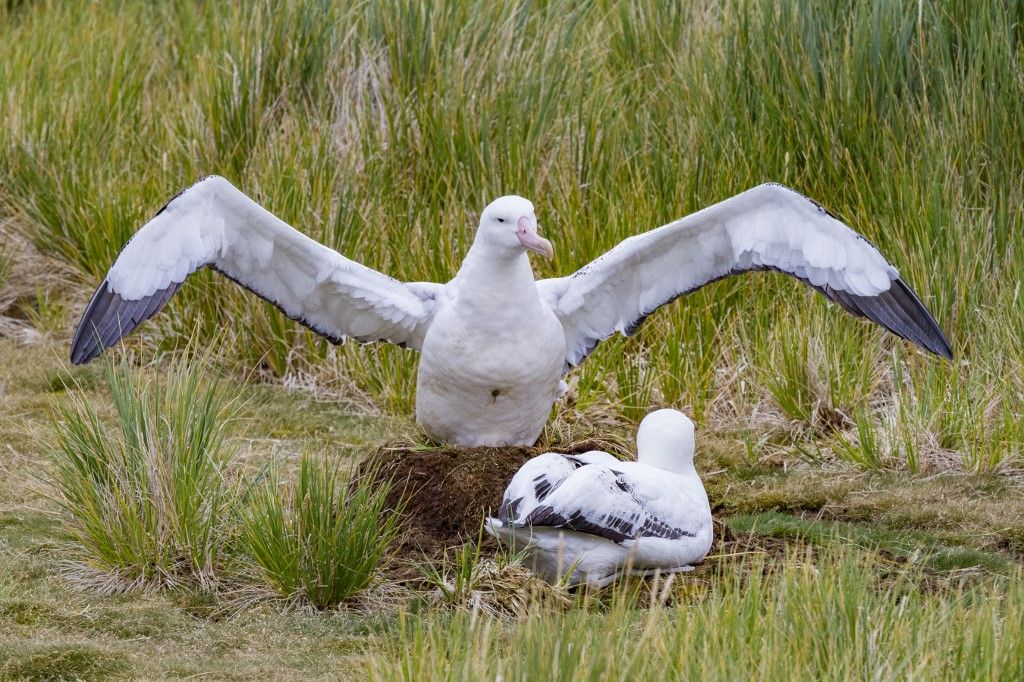 Adult wandering albatrosses (Diomedea exulans) at nest site on Prion Island in the Bay of Isles, South Georgia, Polar Regions
