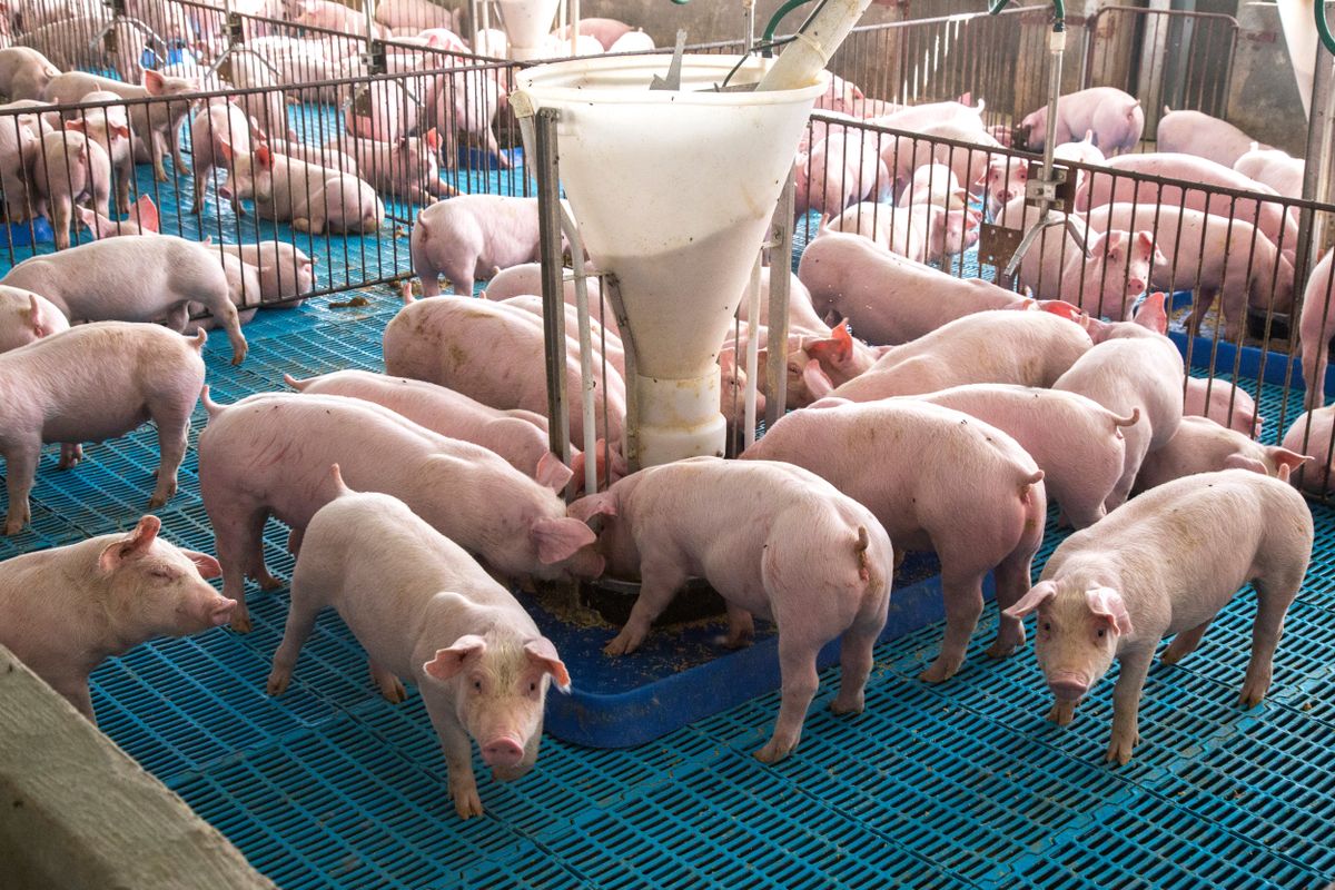 Pigs,In,Breeding,Stock,On,Farm, sertés, sertéstelep, disznó, disznók, állattenyésztés