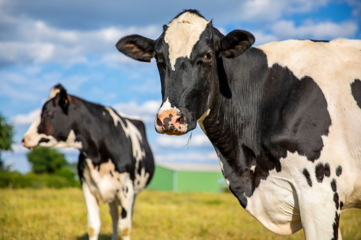 Herd,Of,Dairy,Cows,In,The,Middle,Of,Fields,In ragadós száj- és körömfájás osztrák