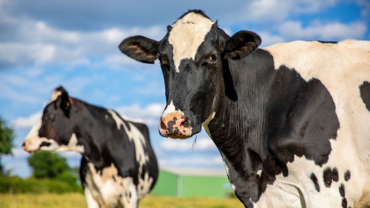 Herd,Of,Dairy,Cows,In,The,Middle,Of,Fields,In ragadós száj- és körömfájás