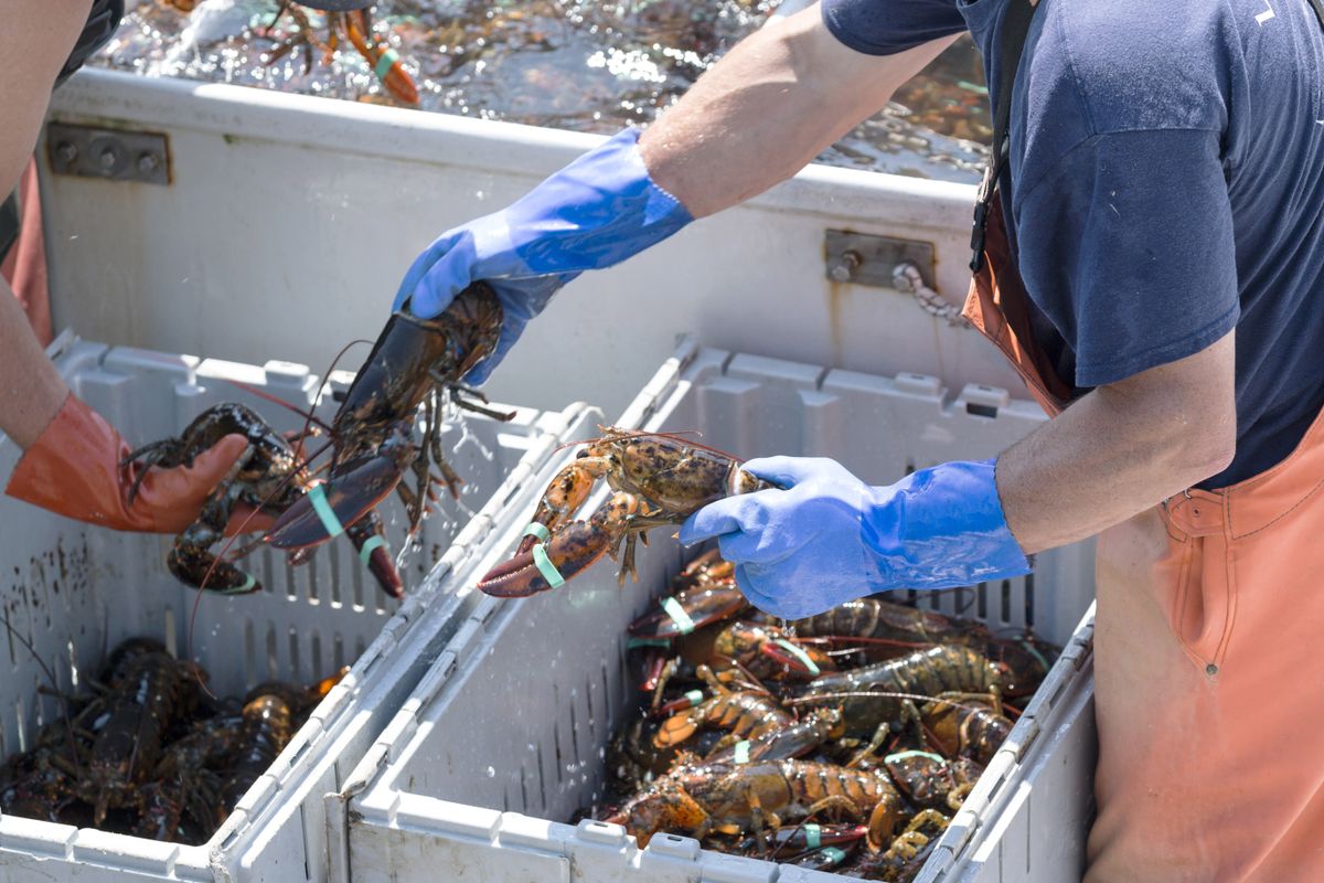 Two,Lobster-men,Sort,The,Lobsters,They,Spent,All,Day,Retrieving