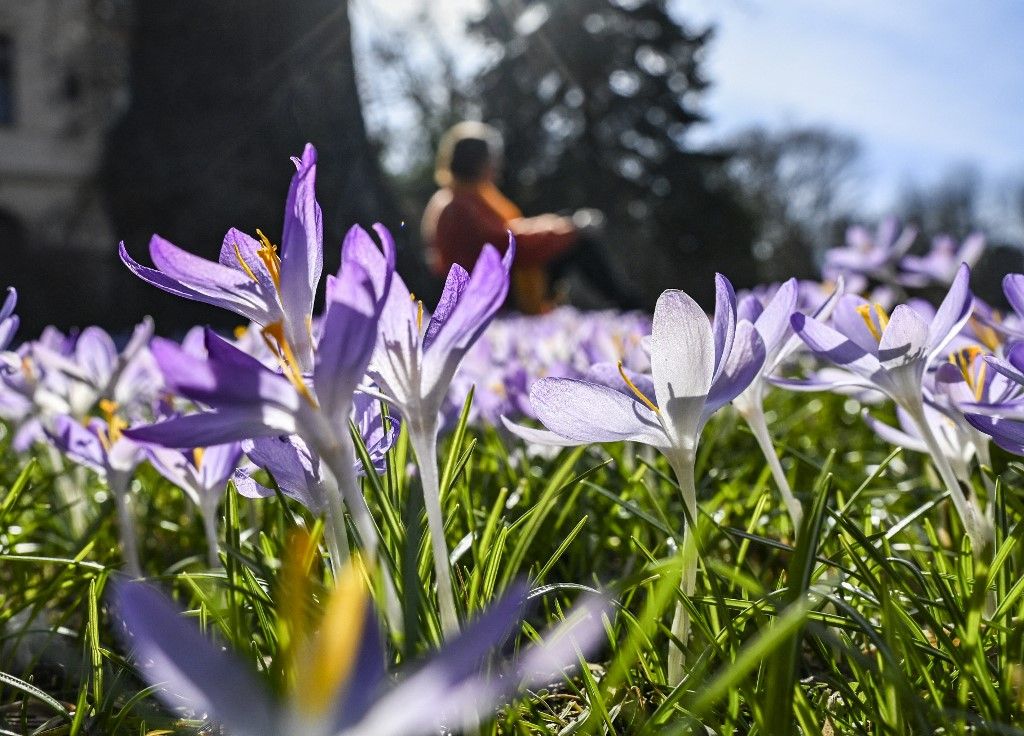 Blooming meadow in Sanssouci Park - Weather tavasz virág időjárás napsütés