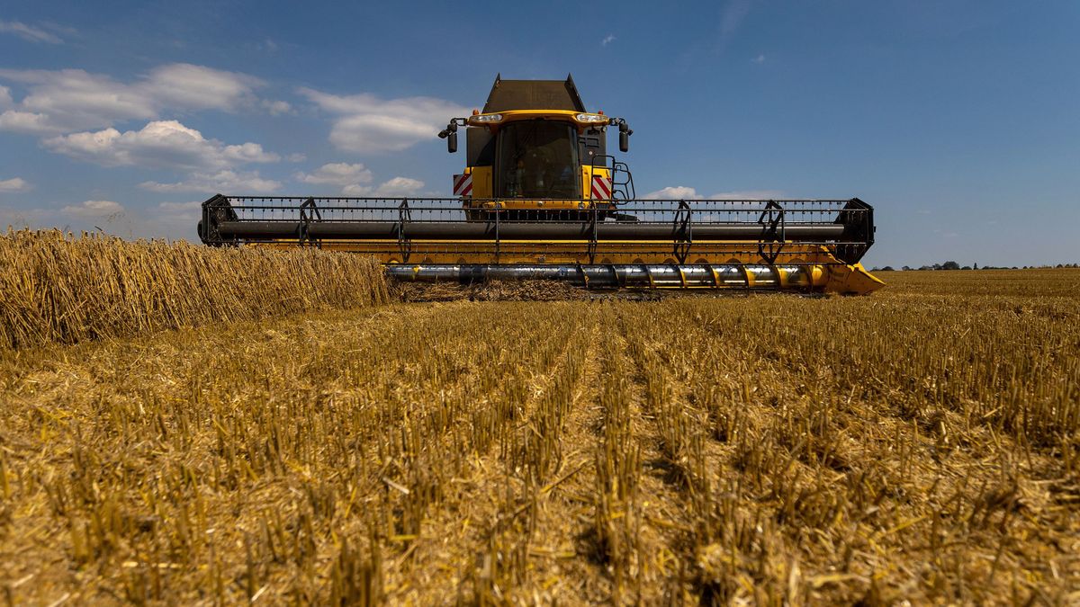 Wheat Harvest As Bad Weather and War Are Straining the World's Wheat Supply vám trump