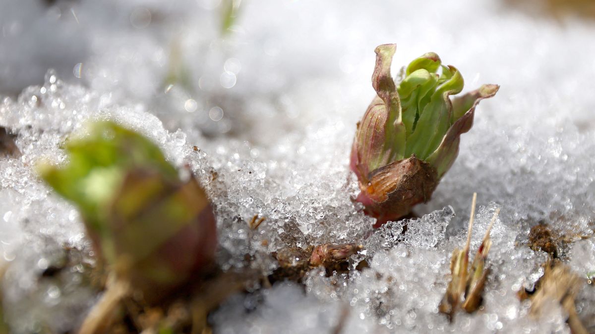 Flower stems of Butterbur in Japan tavasz