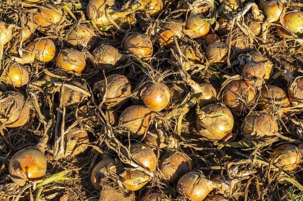 hagyma, France somme nouvion ponthieu harvesting onions mower front tractor cuts leaves stalks carpet