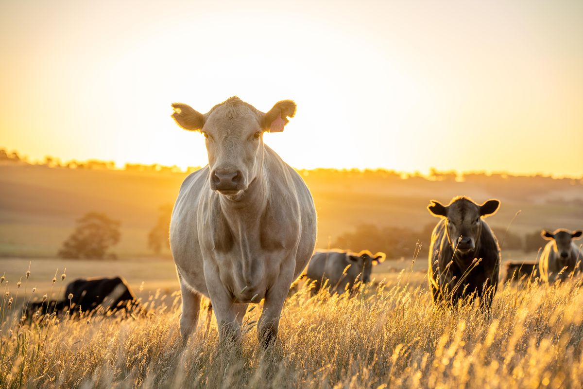 Beef,Angus,And,Wagyu,Cows,Grazing,In,A,Field,In, ragadós száj- és körömfájás